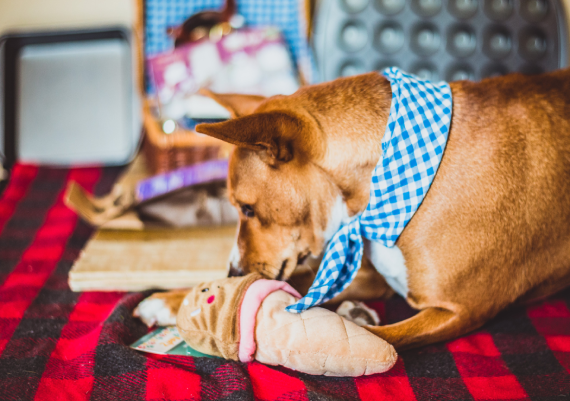 Additional Durable Toy 6 Months